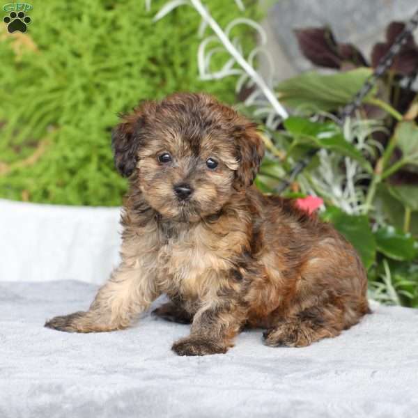 Reeses, Yorkie Poo Puppy